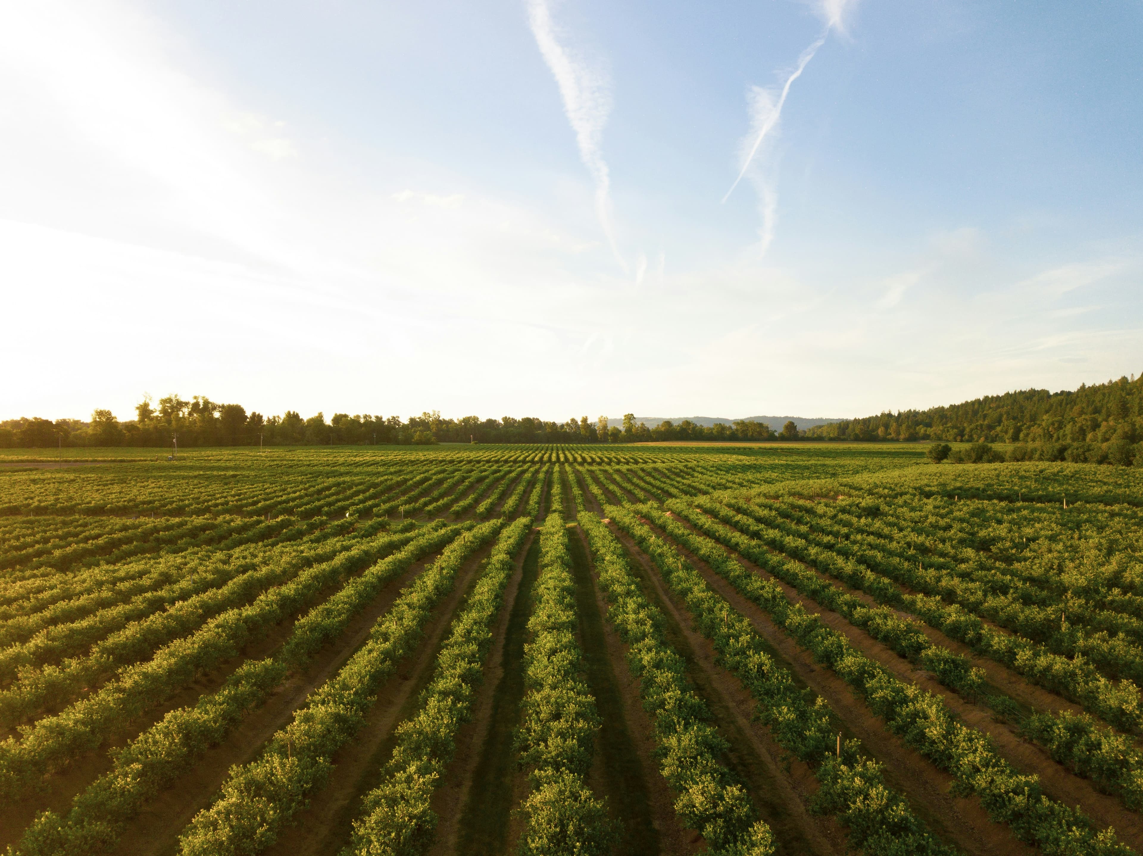 Rwandan agriculture