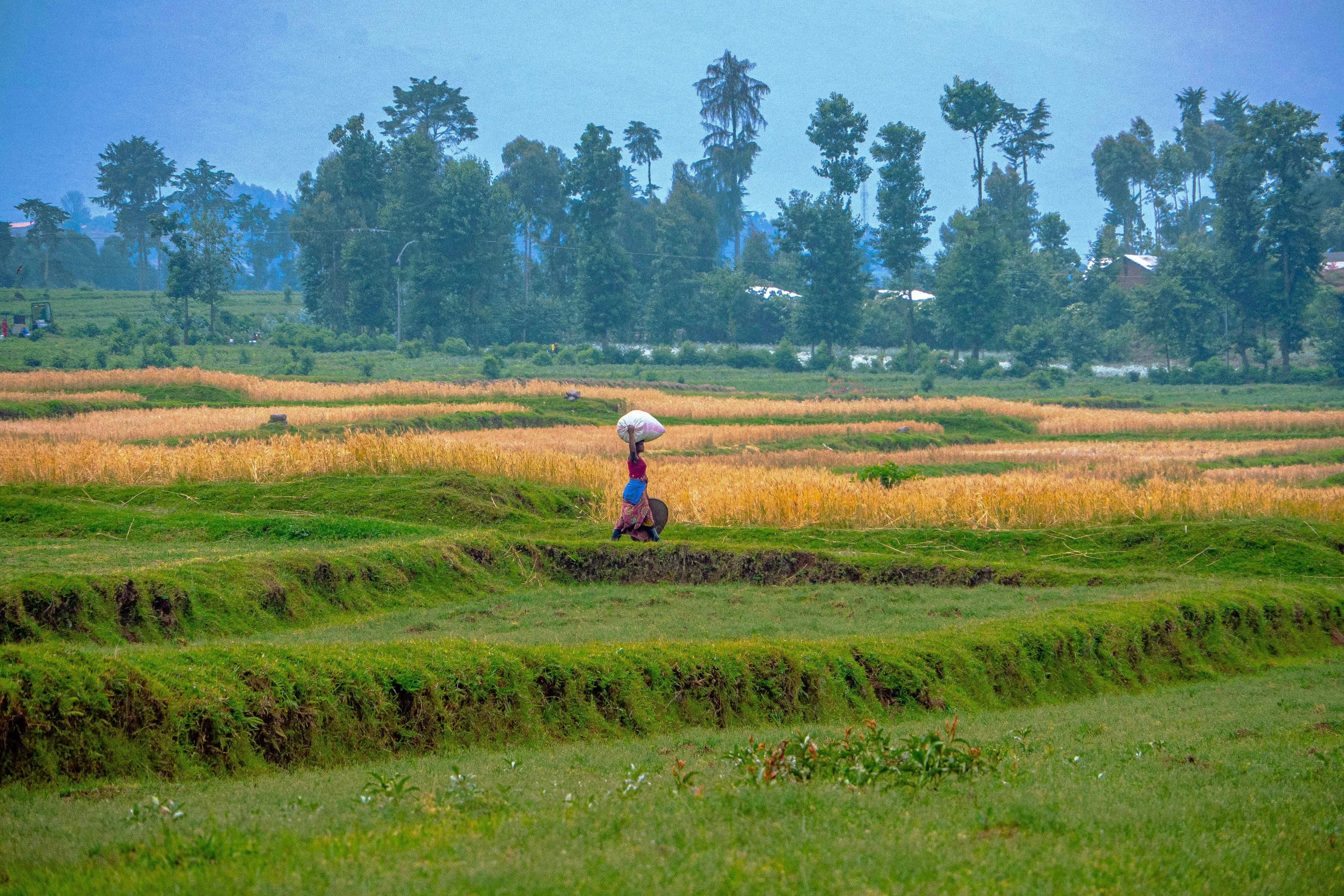 Agricultural services