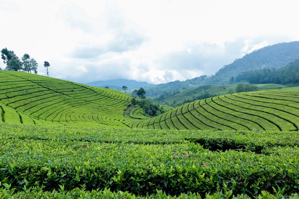 Rwanda landscape